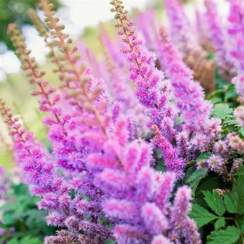 Astilbe gullash davri: ulug'vorlikdan qancha vaqt bahramand bo'lishingiz mumkin?