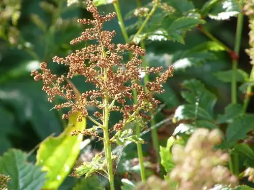 การขยายพันธุ์ Astilbe ที่ประสบความสำเร็จ: เคล็ดลับและเทคนิคสำคัญ