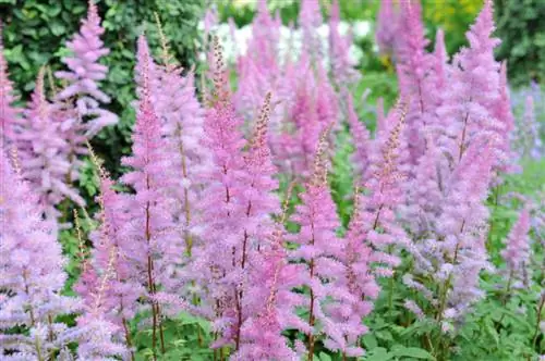 Astilbene varieties: Discover the splendor of color for your garden