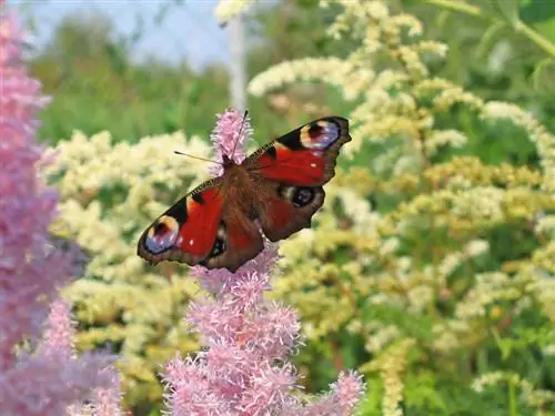 Are astilbene poisonous? All clear for garden owners