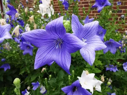 Trova la posizione giusta per il tuo fiore a palloncino