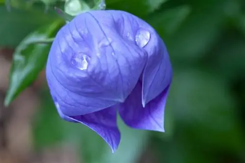 Pag-aalaga ng bulaklak ng lobo: mga tip para sa malusog at magagandang bulaklak