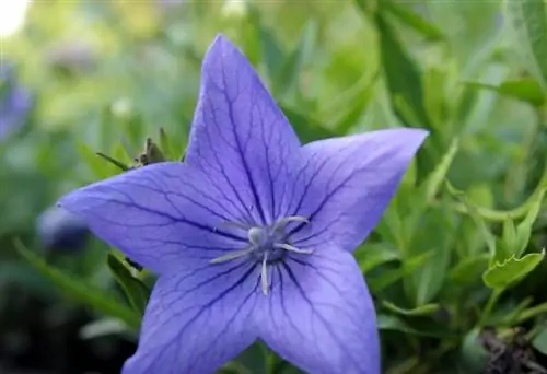 Balloon flower in winter: care and protection from frost