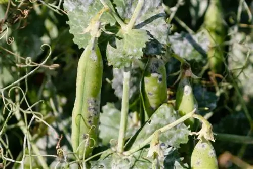 Peas: Identify and combat pests and diseases