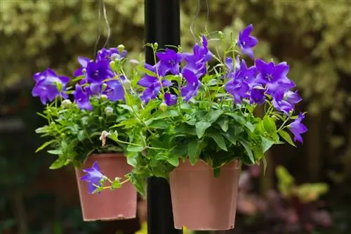 Fiore di palloncino sul balcone: cura, varietà e svernamento