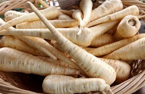 Korja pastinaaki