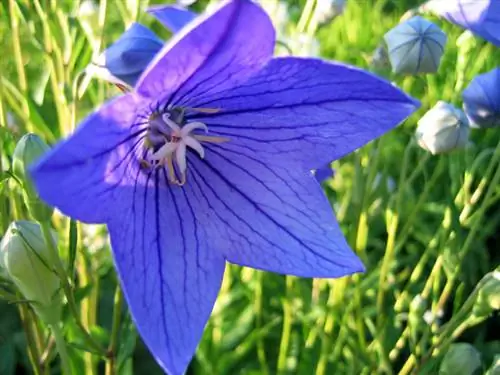 Balloon flower: poisonous or a culinary enrichment?