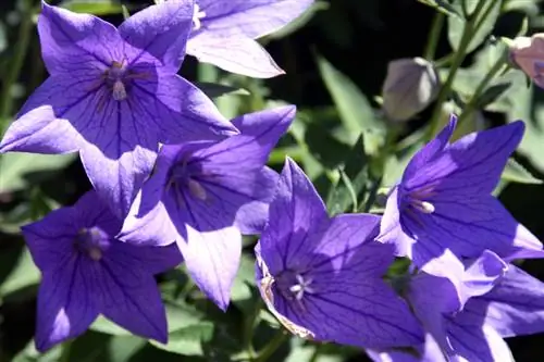 When do balloon flowers bloom?