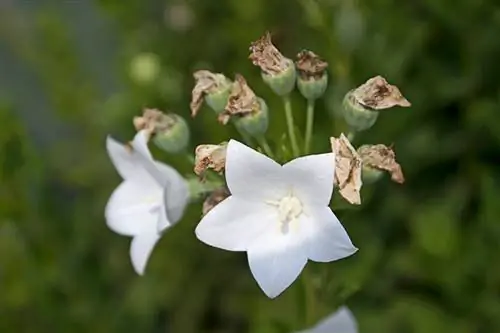 Propagazione dei fiori a palloncino