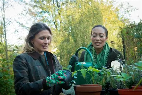 Ballonbloemen succesvol de winter door brengen: instructies