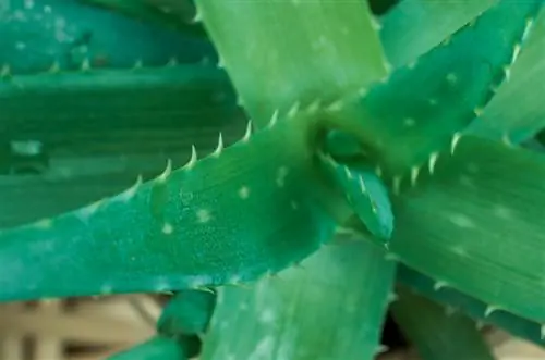 Aloe vera gjødsel