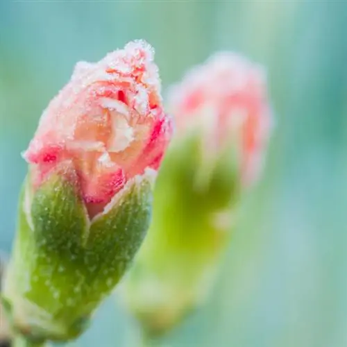 Winter-proof carnations