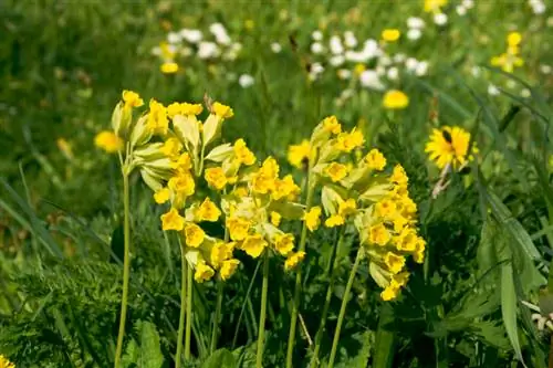 Primula veris -suojelu