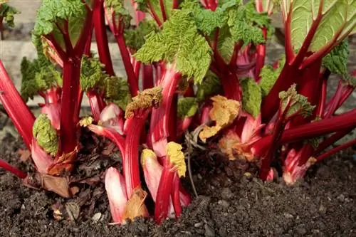 Rhubarb mana yang cocok untuk taman Anda? Varietas & tip