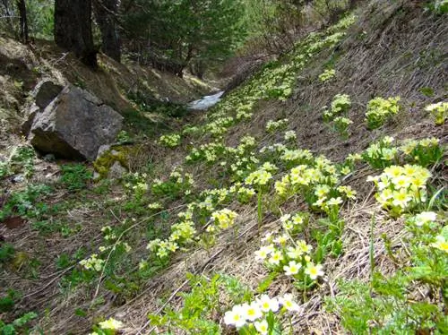 Coltivare la primula dai semi: passo dopo passo