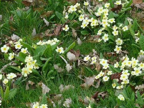 Growing cowslips from seeds: What should you pay attention to?