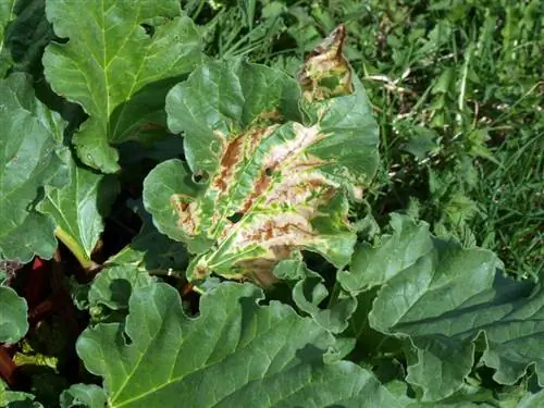 Recognize and successfully combat rhubarb diseases