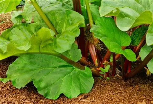 Rhubarb যত্ন