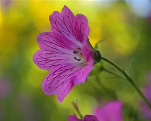 Txiav lub cranesbill: Nov yog qhov koj txhawb nqa lub paj thib ob