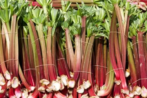 Rhubarb harvest season: timing, pamamaraan at tip