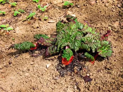 Kupandikiza rhubarb