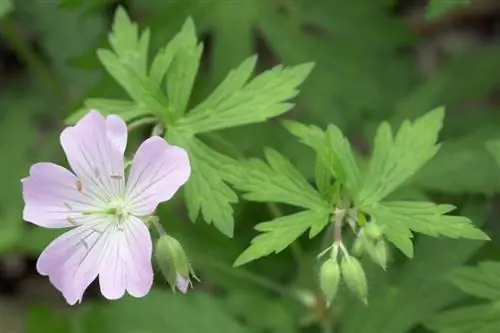 Cranesbill: Diversas hojas y sus propiedades