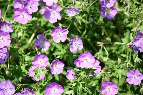 Cranesbill Rozanne: Daha çox çiçək üçün kəsilir