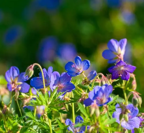 Propagating Cranesbill Rozanne: This is how it works