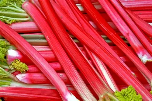 Rhubarb ወቅት