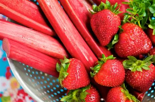 Buah atau sayur rhubarb