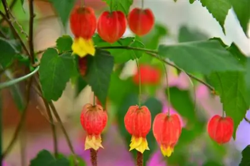 Fertilize beautiful mallow