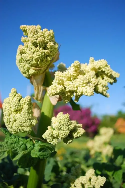 rhubarb