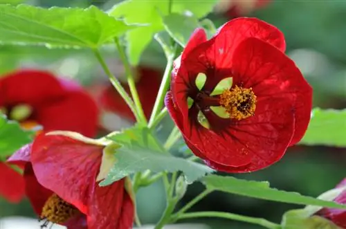 Overwintering beautiful mallow: How to properly protect your plant