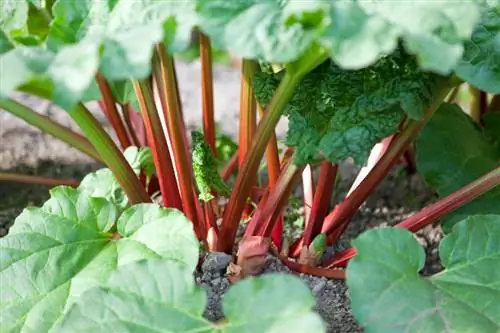 Rhubarb lom