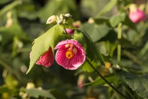 Beautiful mallow winter-proof