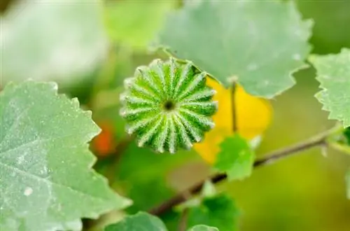 Beautiful mallow propagation