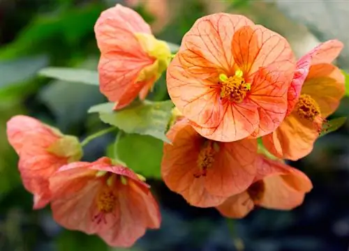 Belles mauves : Les plantes ornementales vénéneuses et leurs dangers