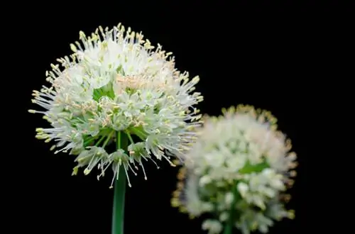 Knoflook zaaien: hoe en wanneer voor het beste groeisucces?