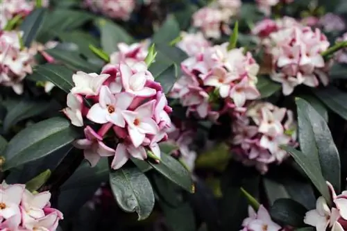 Daphne: ¿Por qué esta planta ornamental es tan venenosa?