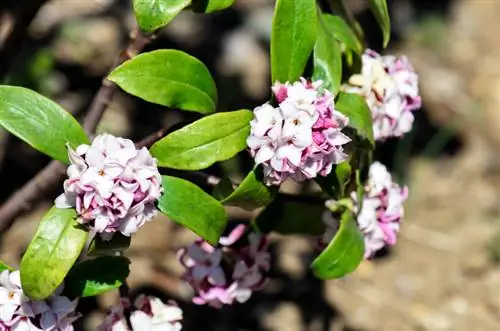 Daphne-ligging: Wenke vir die perfekte plek in die tuin