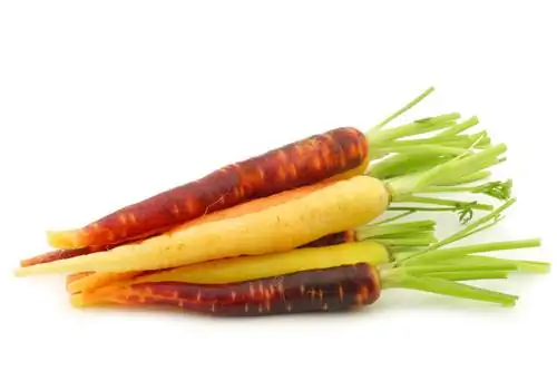 Carrot varieties: The best selection for your garden