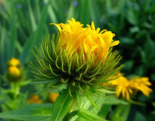 Elecampane: Den allsidige medisinplanten med gule blomster