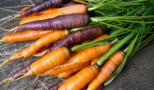 Felicidad en la cosecha: consejos para cosechar zanahorias con éxito en casa