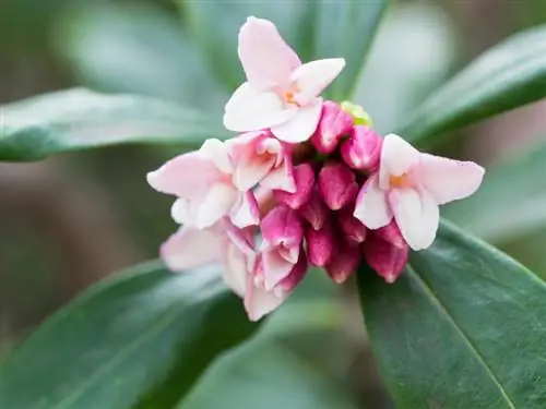 Første mat for bier: Når blomstrer daphne?