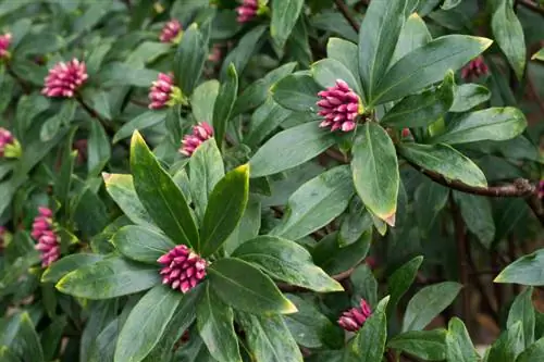 Couper les daphnés : c'est ainsi que vous favorisez la croissance et la forme des fleurs