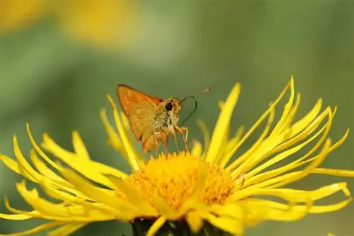 Elecampane-förökning: Enkla metoder för friska växter