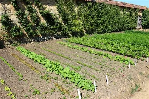 Planter des carottes : une culture réussie dans son propre jardin