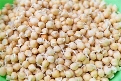 Germinating chickpeas: This is how it's quick and easy