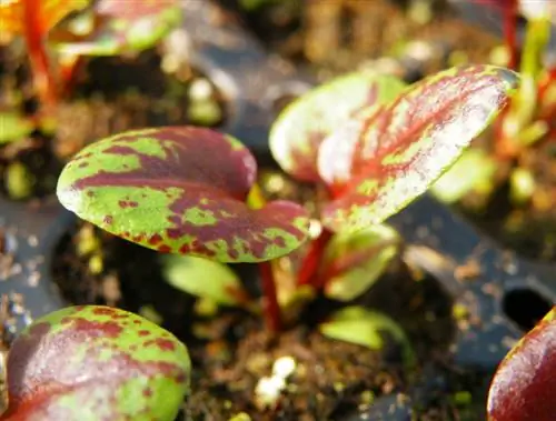 Cuidado del muelle de sangre: consejos para un crecimiento saludable