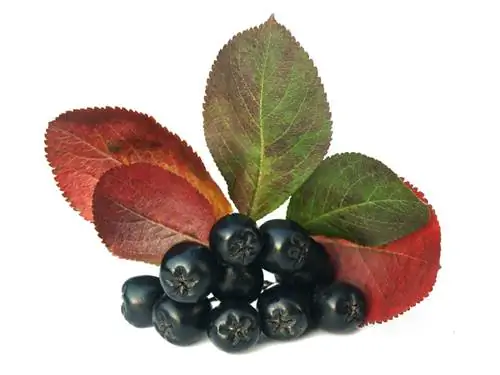 Hvad er Aronia?